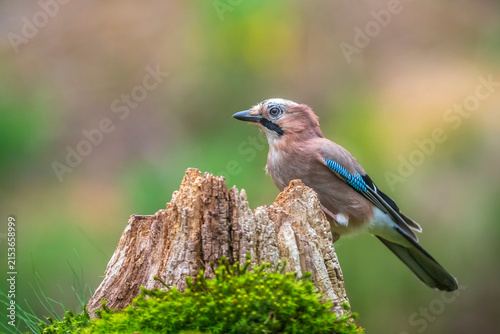 Eurasian jay, Garrulus glandarius, bird close-up
