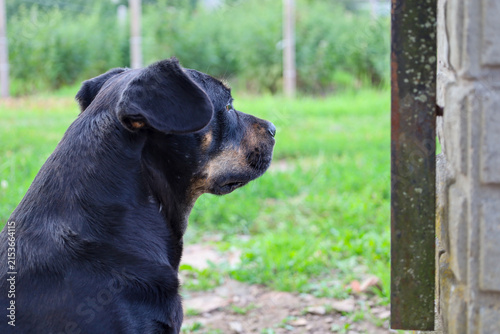 Foto Large black dog attentively looking aside against green yard and stone wall background