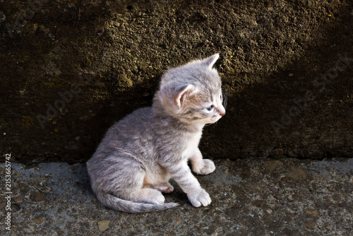 фотографія A small grey tabby kitten sits alone on rough concrete