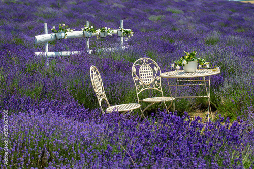 Cuadro en lienzo Beautiful Lavender Field in Full Bloom with Decorative White Garden Furniture