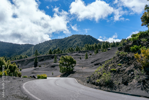 Winding asphalt road through black volcanic ash soil and pine forest in La Palma