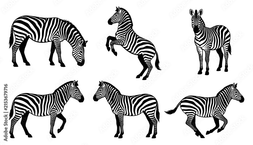 Obraz premium Zebra Vector Illustration Set with Various Active Poses and Striped Patterns for Wild Animal Wildlife Education, Children Books, and Nature Designs