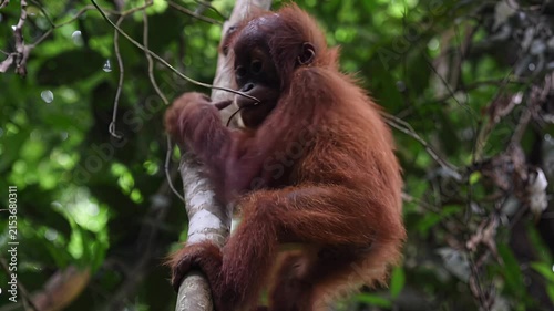 Young orangutan climbing and looking curiously in lush green rainforest canopy