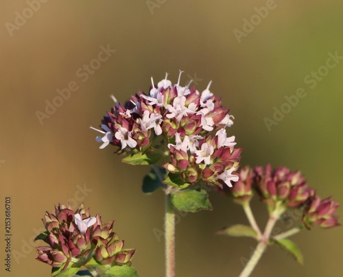 Принти на полотні Oreagano (Origanum vulgare) blooming in a meadow