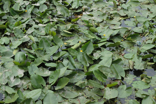 Photography High-angle view of dense green water lily pads and small yellow water lily flowers (Nuphar lutea) covering the surface of a natural pond