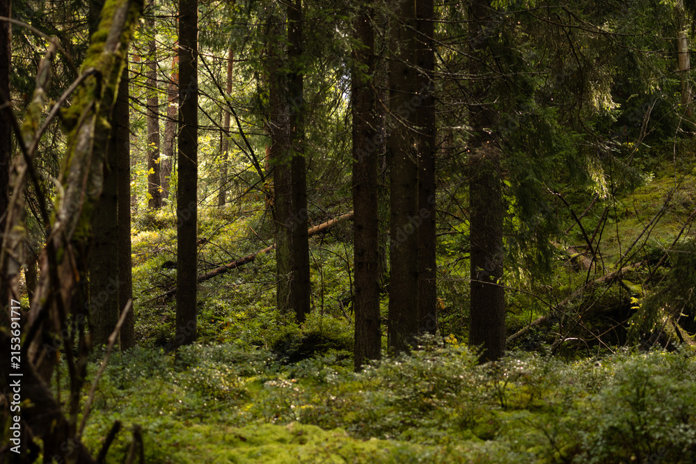 Fototapeta premium Peaceful Finnish Forest With Mossy Ground