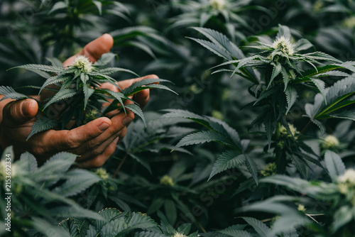 Closeup of hands inspecting paired cannabis buds and lush foliage in a cultivation greenhouse for botanical background and wellness poster design