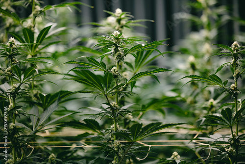 Indoor cannabis greenhouse plants with flowering buds and green foliage for medical cultivation background and agricultural banner design
