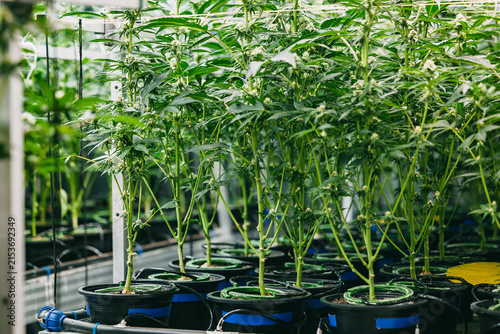 Indoor cannabis nursery greenhouse background with rows of potted hemp plants for agricultural banner and controlled cultivation industry design