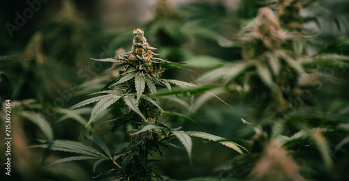 Wide close-up cannabis plant flowering buds background for natural green banner and botanical texture with soft bokeh for design backgrounds
