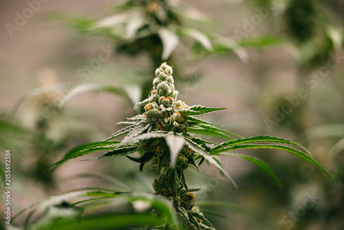 Closeup thai cannabis flowering cola macro with stacked buds and serrated leaves for botanical background and natural product design