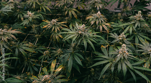 Panoramic indoor cannabis canopy of flowering thai strain for cultivation background and botanical education wallpaper for growers
