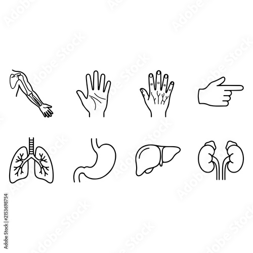 Human Anatomy and Internal Organs Line Art Icon Set: Outline Vector Symbols of Human Arm Skeleton, Open Hand Palm, Hand Blood Vessels, Pointing Gesture, Lungs Respiratory System, Stomach, Liver, and K