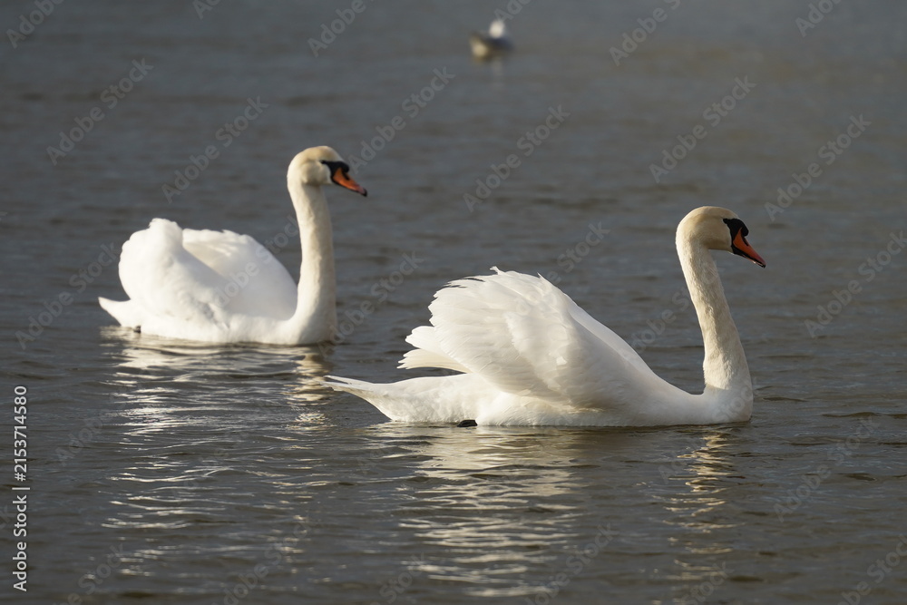 Fototapeta premium swans birds and seagulls in Black sea at Varna - BG