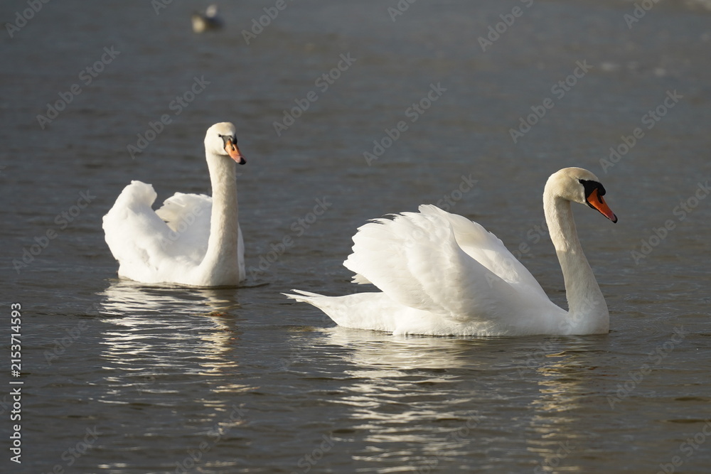 Obraz premium swans birds and seagulls in Black sea at Varna - BG