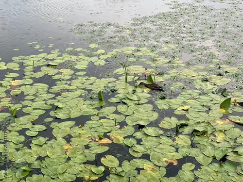 Wild duck swimming among green water lily pads and yellow nymphaea on pond during light rain