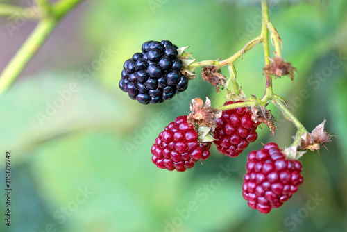 Blackberry on a bush