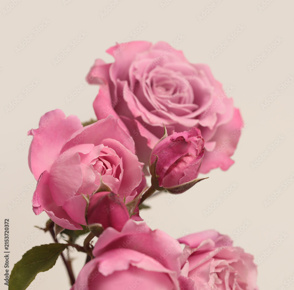Obraz premium Close-up selective soft focus cream beie, pink Rose Flower Petals, leaf. Natural macro blur neutral background