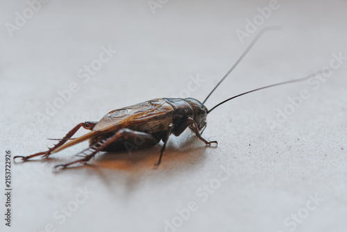 Obraz na płótnie Side view close up shot of a field cricket with long antennae standing on a neutral surface