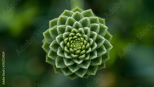 Top view of a green succulent plant with drought tolerant plant life succulent botanical geometry close-up tropical symmetry echeveria houseplant freshness beautiful textured succulents