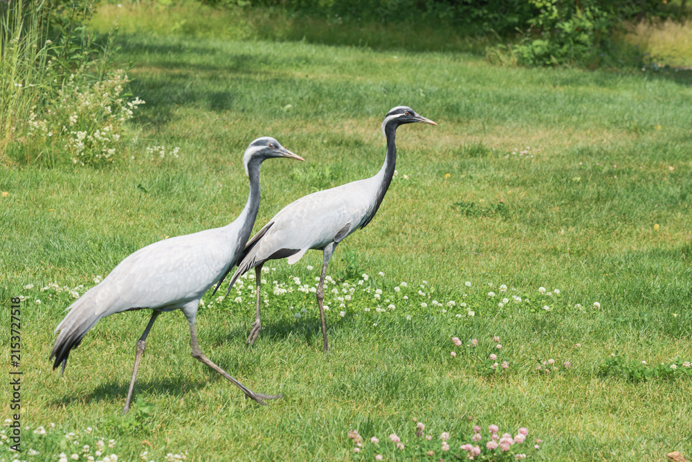 Obraz premium Two grey cranes walking gracefully across a green grassy field with scattered wildflowers under bright sunlight in a natural outdoor setting