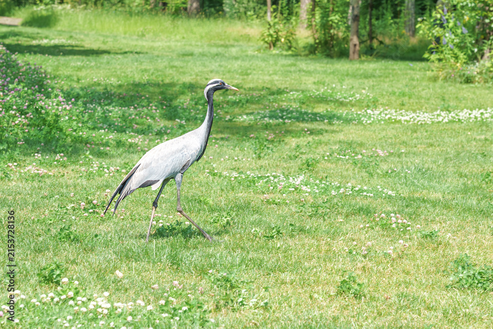 Obraz premium Gray crane walking across a grassy field with scattered wildflowers and trees in the background under bright sunlight in a natural outdoor setting