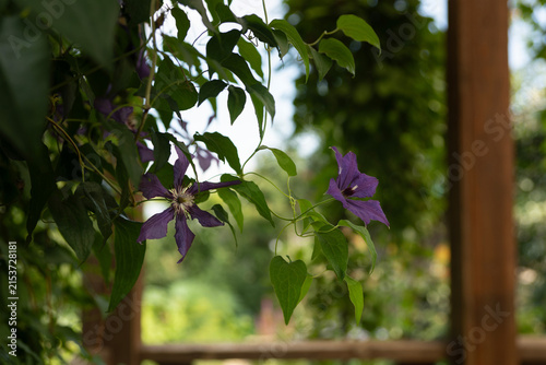 A fragment of a wooden deck of a summer house, entwined with a thicket of purple-flowered clematis against a blurred garden background. Vertical gardening. 