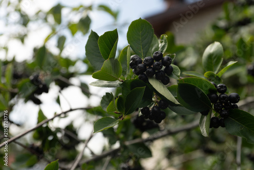 Branches of a bush with black chokeberry clusters surrounded by green foliage against a blurred background of a summer house. Countryside landscape. Detail.