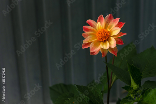 A single yellow-orange dahlia flower against a gray fence background. Copy space.