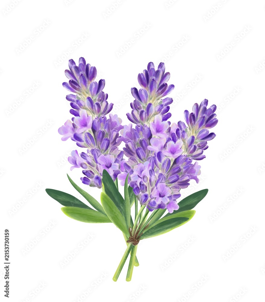 Fototapeta premium Watercolor lavender Bouquet of purple Flowers, Hand painted Illustration.