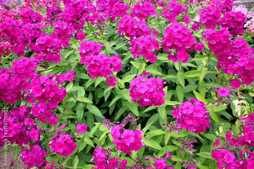 Fototapeta premium Beautiful bright phlox flowers grow in the garden.
