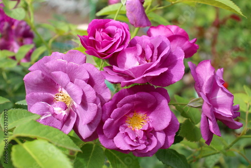 Obraz na plátně A wild lilac bush rose grows in the garden.