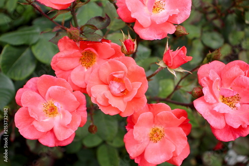 Quadro su tela A wild pink bush rose grows in the garden.