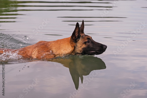 Active young Belgian Shepherd dog Malinois swimming outdoors in a lake in summer