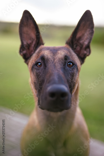 The portrait of a serious young Belgian Shepherd dog Malinois posing outdoors in summer
