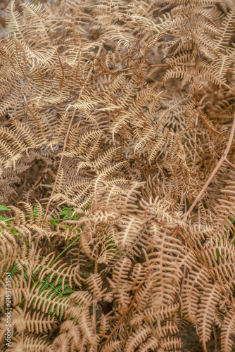 Obraz na plátne The intricacy of dried fronds of eagle fern plants