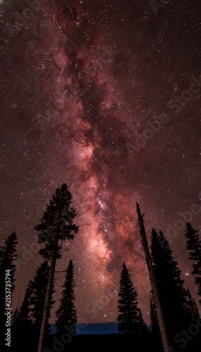 Vibrant Milky Way Galaxy arching over dark forest trees at night, showcasing cosmic dust and countless stars in a celestial display, concept of cosmic wonder and natural beauty
