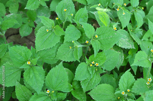In the field it blooms galinsoga parviflora