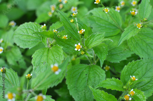 In the field it blooms galinsoga parviflora