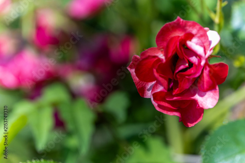 Canvas Print A close-up shot of a vibrant red flower with soft green foliage in the background