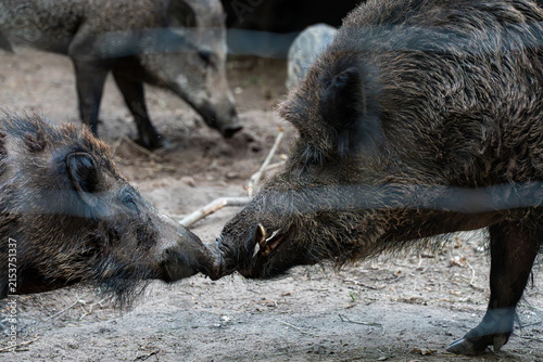 Fotografie Extreme close-up of two adult wild boars interacting snout-to-snout through a wire mesh fence in an outdoor sanctuary
