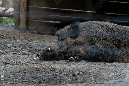 Canvas Print Side profile view of a massive adult wild boar sleeping deeply on dusty ground near a wooden shelter