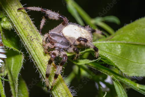 Shamrock Orbweaver Spider Resting on Wildflowers Macro Nature
