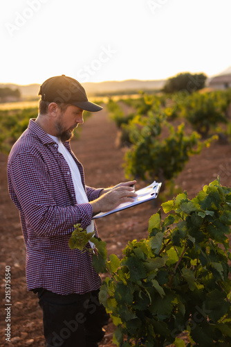 Fotografie Farmer inspecting young grapevines at sunset, assessing vineyard quality and pla