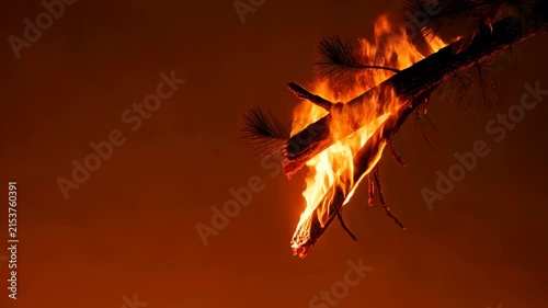 A car drives down a highway surrounded by a massive wildfire burning the forest on both sides at night, transitioning to a close-up of a burning pine branch engulfed in bright orange flames.