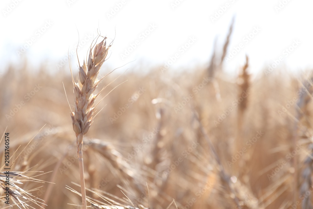 Obraz premium Golden wheat spikes growing in field on sunny day, closeup. Space for text