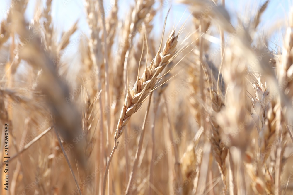 Obraz premium Golden wheat spikes growing in field on sunny day, closeup