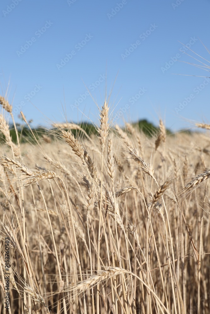 Obraz premium Golden wheat spikes growing in field under blue sky, closeup