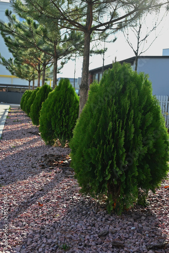 Foto Neatly trimmed evergreen thuja trees growing along a paved walkway in a landscaped urban garden