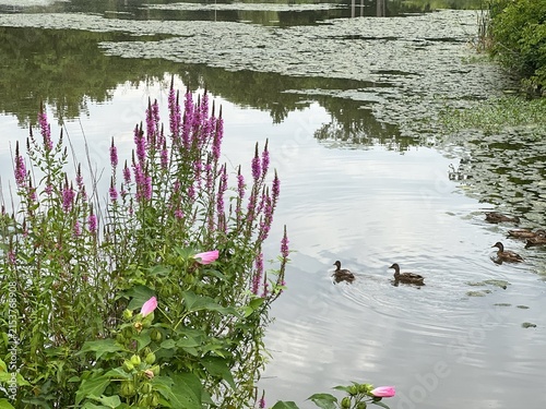 Blooming marsh vegetation in a summer forest